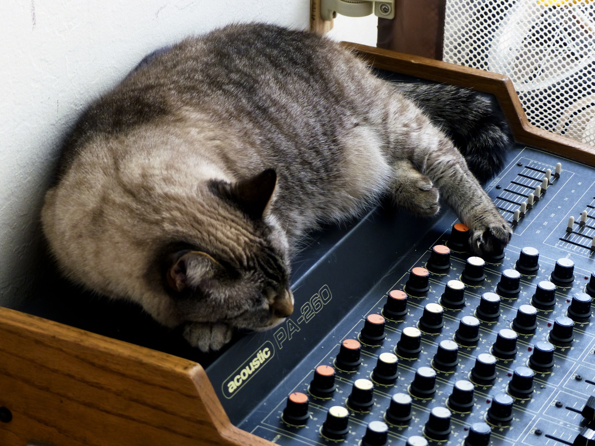 cat mixer music free photo