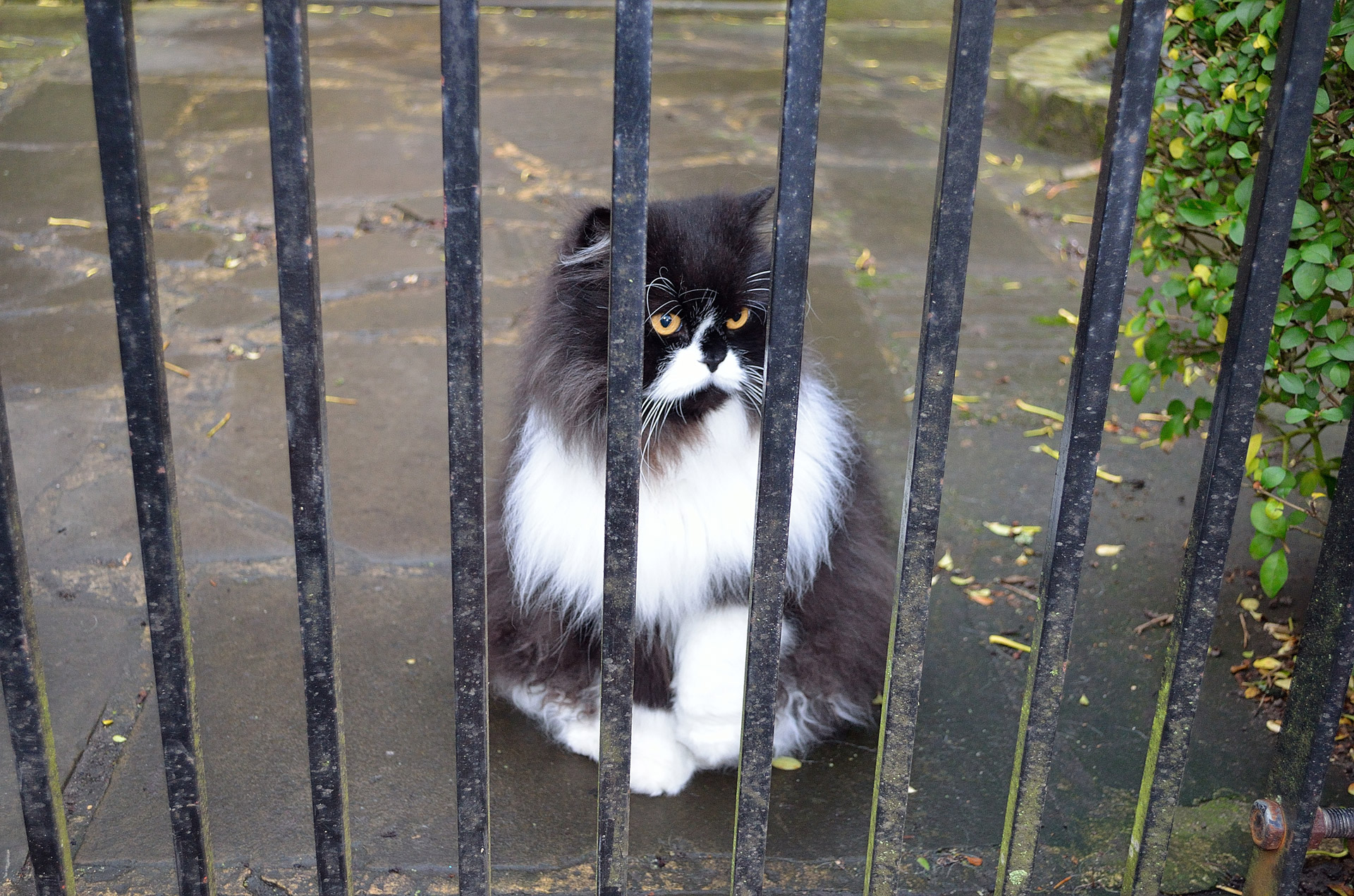 cat gate animal free photo