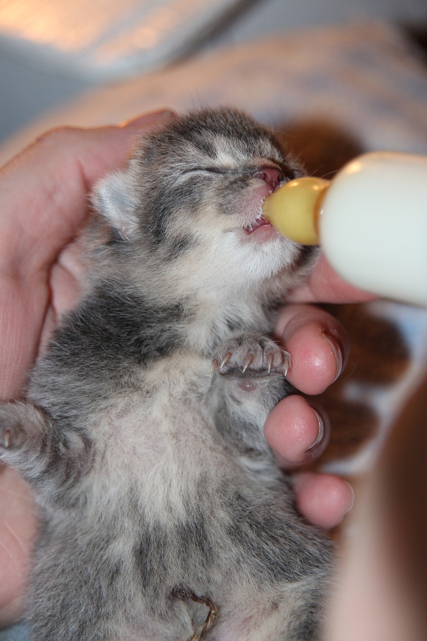 cat baby hand rearing bottle free photo