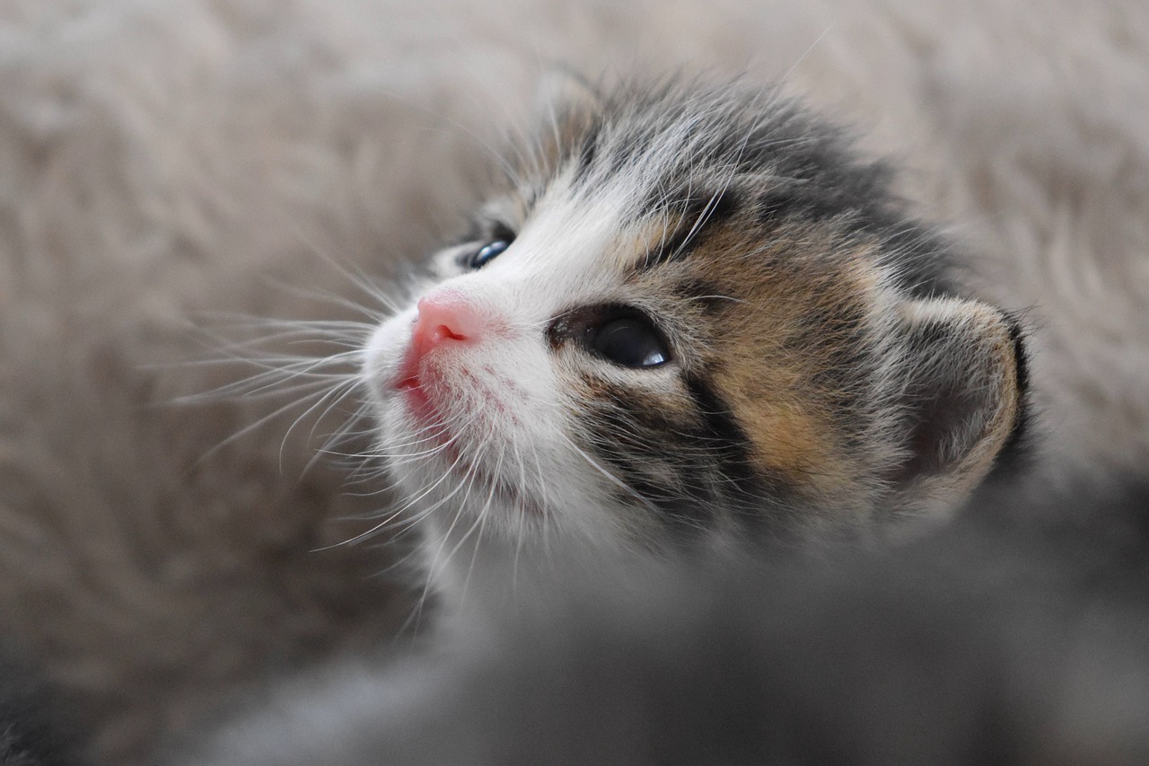 cat baby  kitten  cat free photo