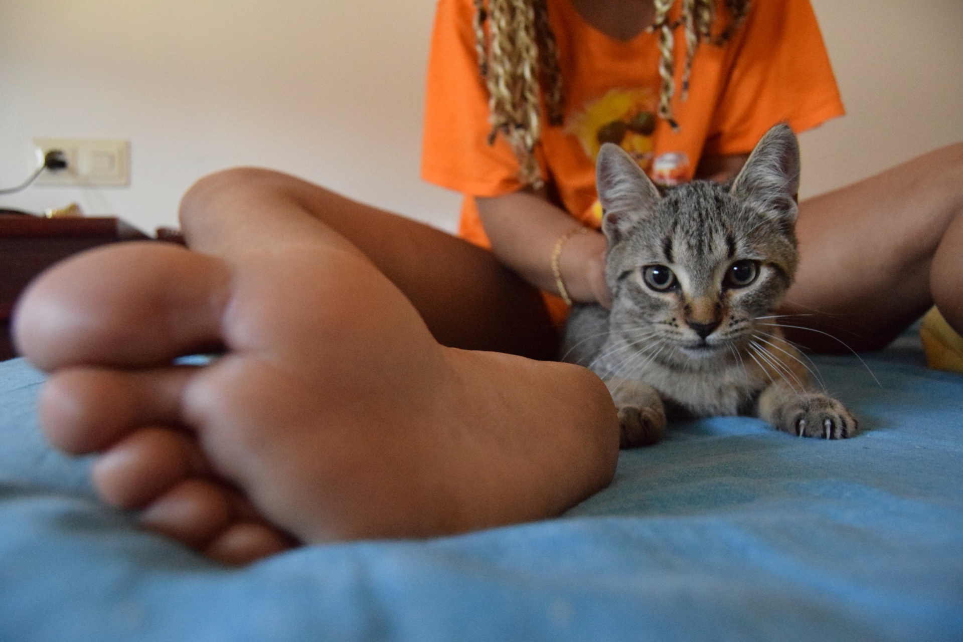 cat bed cat bedroom free photo