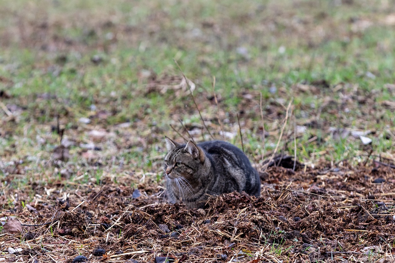 cat camouflage  tiger cat  domestic cat free photo