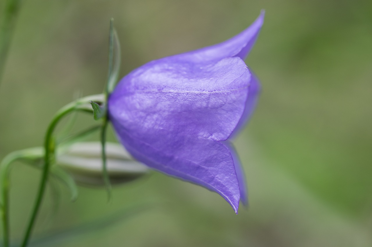 iris at flower clock free photo