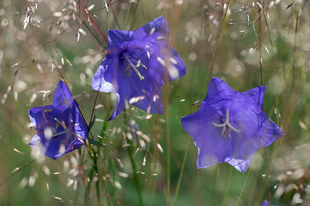 iris at clock flower free photo