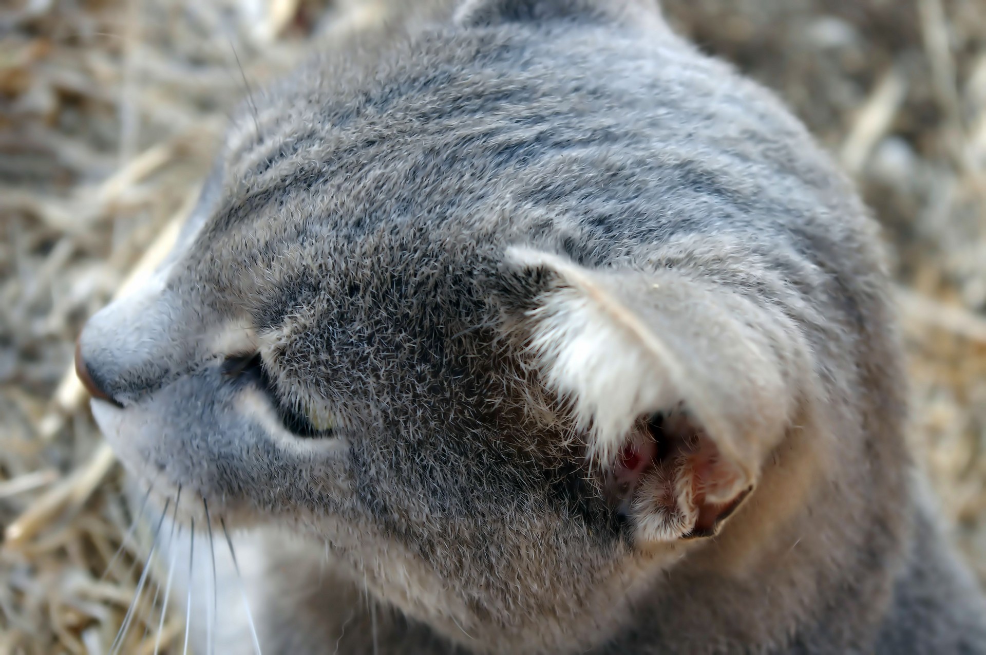 cat close up animal free photo