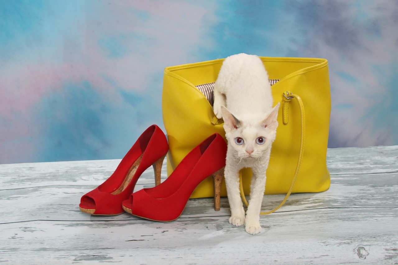 cat crawling out of purse  cat  yellow purse free photo