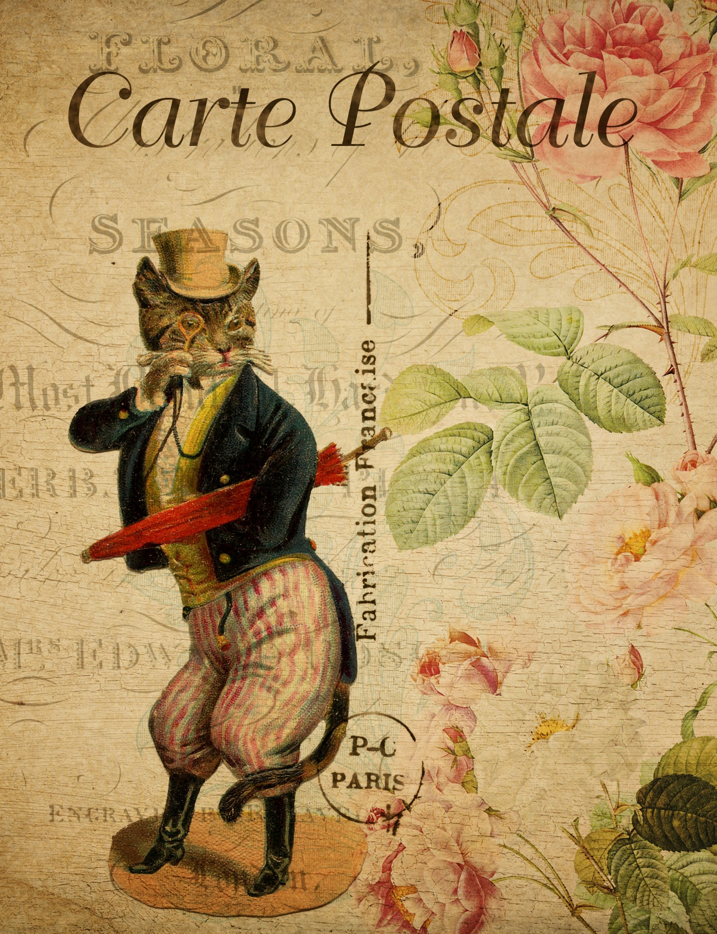 cat dressed vintage free photo