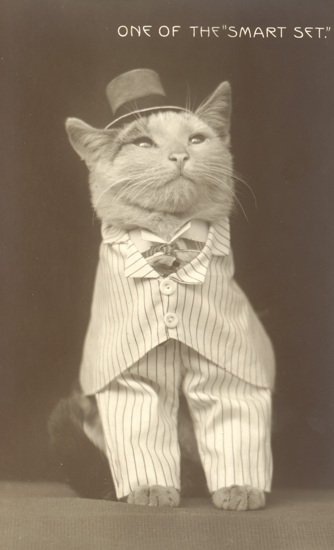 cat vintage photo free photo