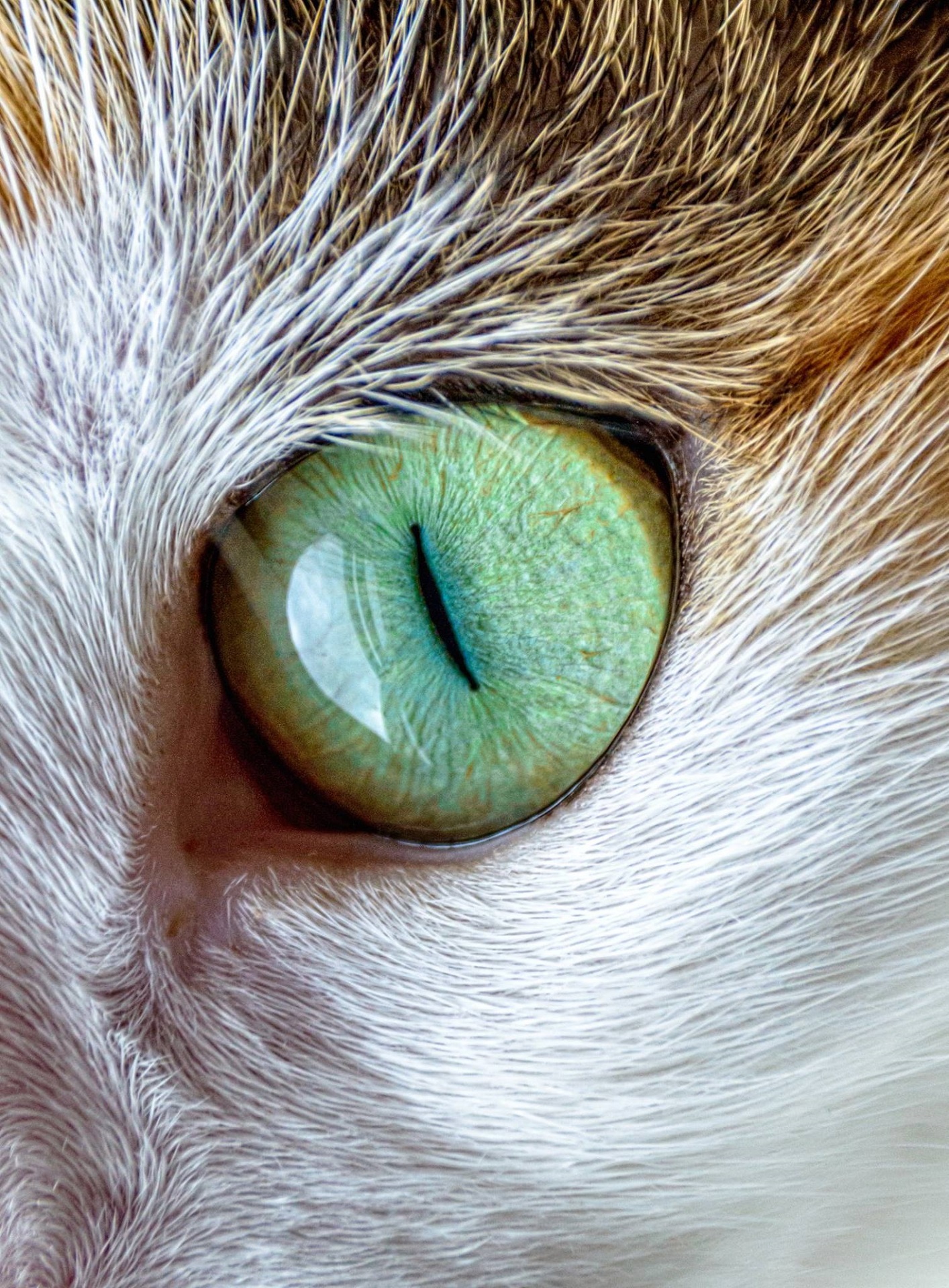 cat eye fur free photo