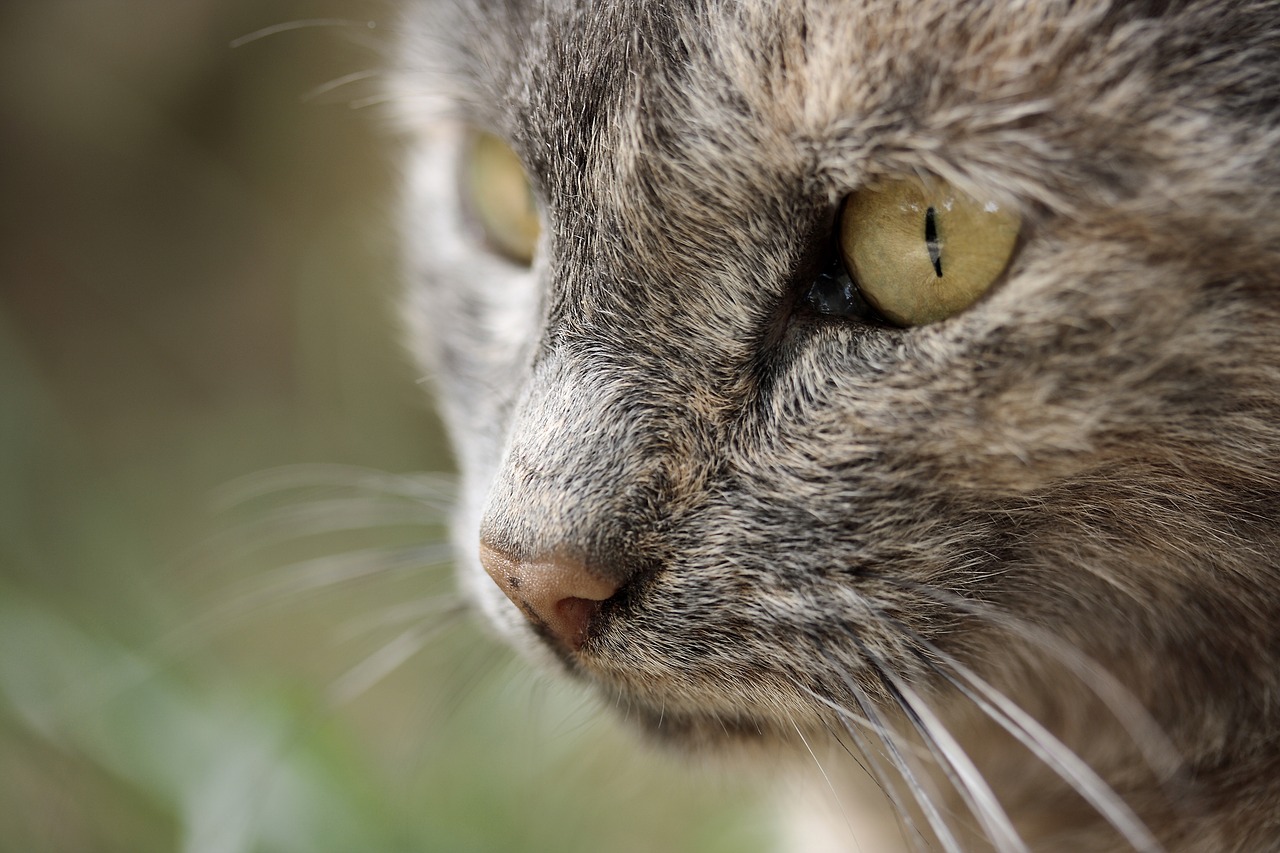 cat eye overview animal portrait free photo