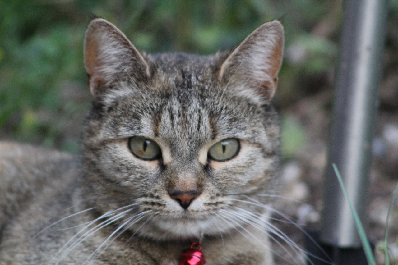 cat face curious sweet free photo