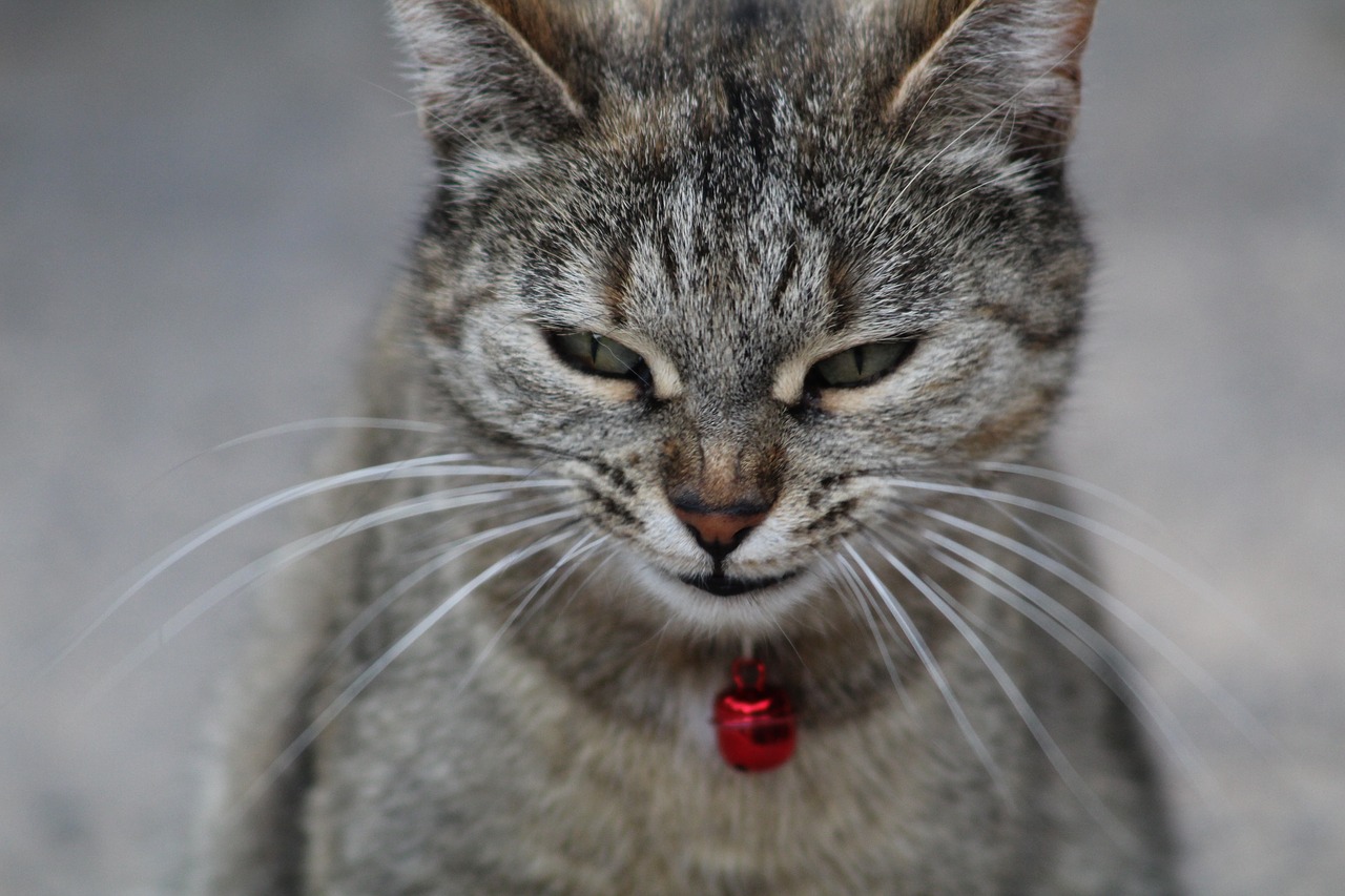 cat face smiling curious free photo