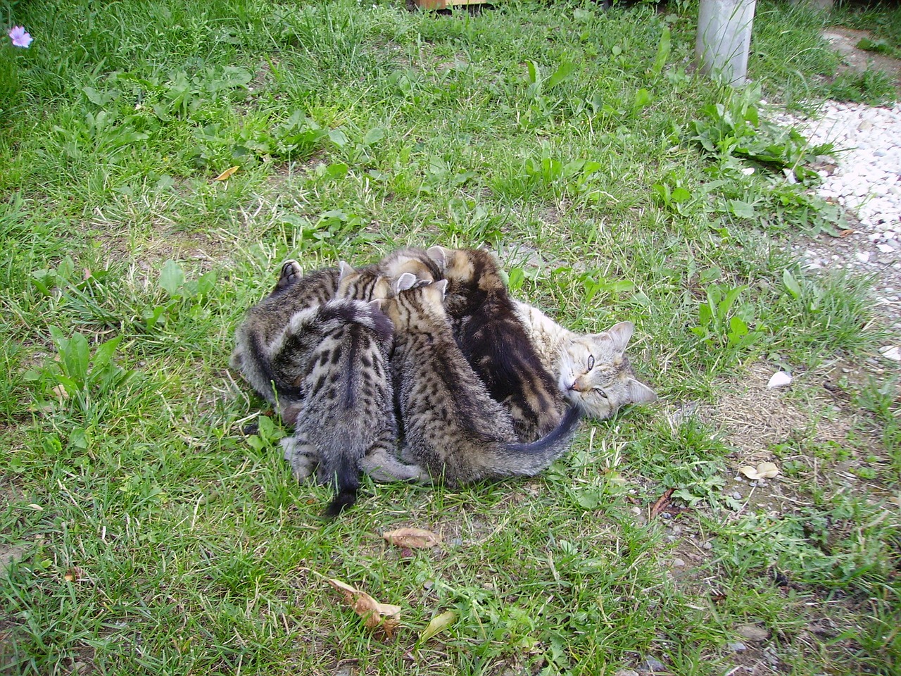 cat family cat kitten free photo