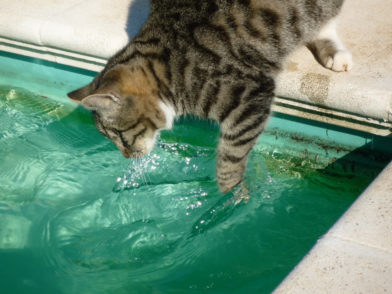 cat fishing in pool pet feline free photo