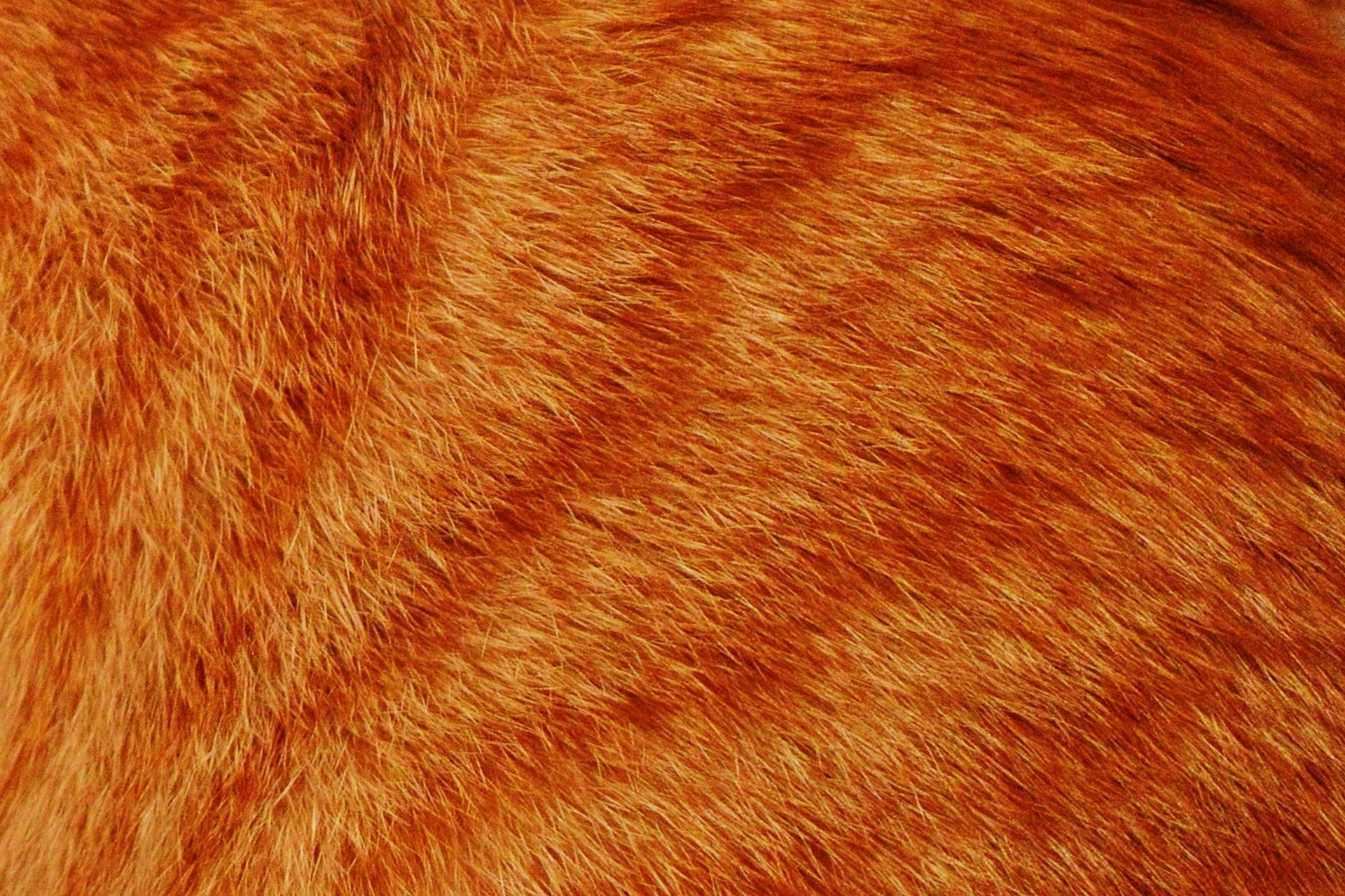 Texture Fur free textures, free download — Картинки и Рисунки