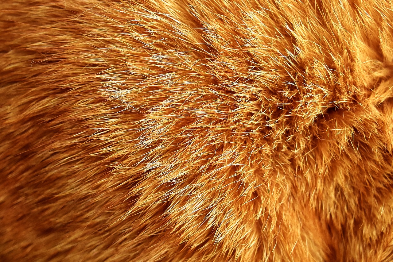 cat fur cat mackerel free photo