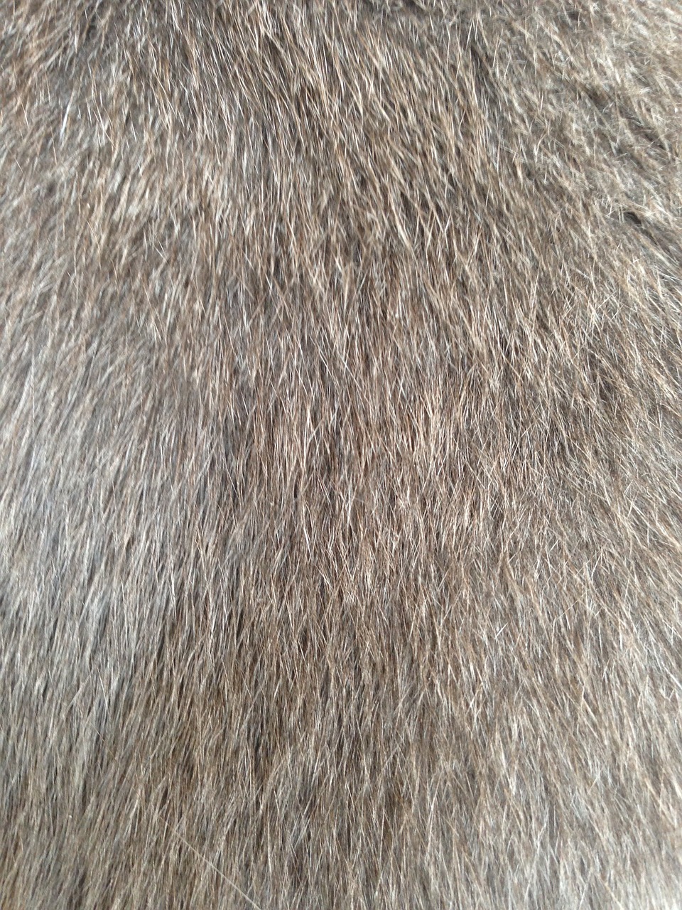 cat fur fur hairy free photo