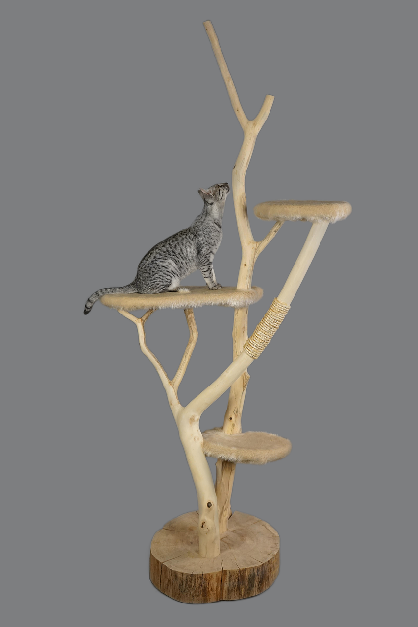 cat furniture cat scratching post free photo