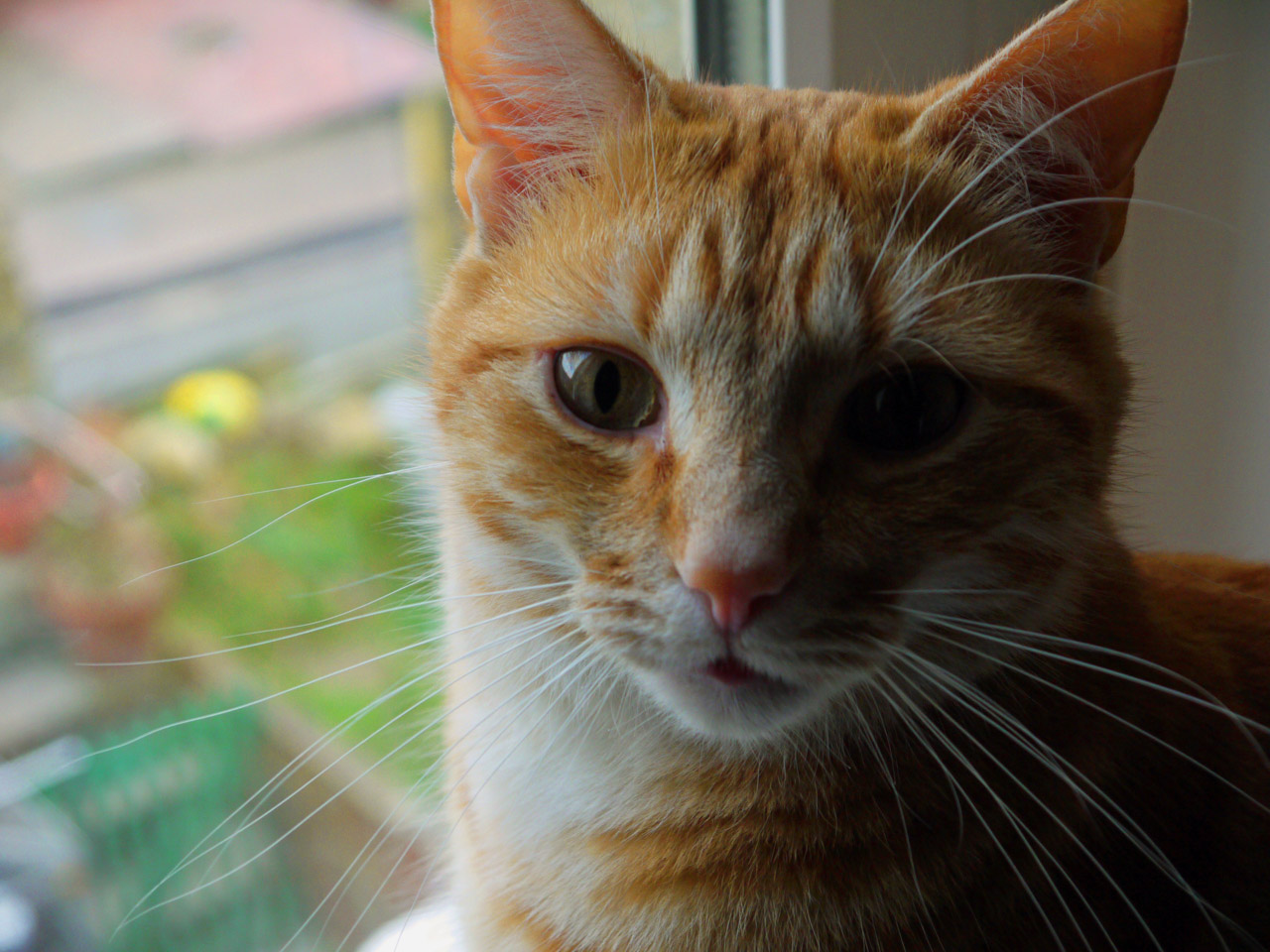 cat ginger loving free photo