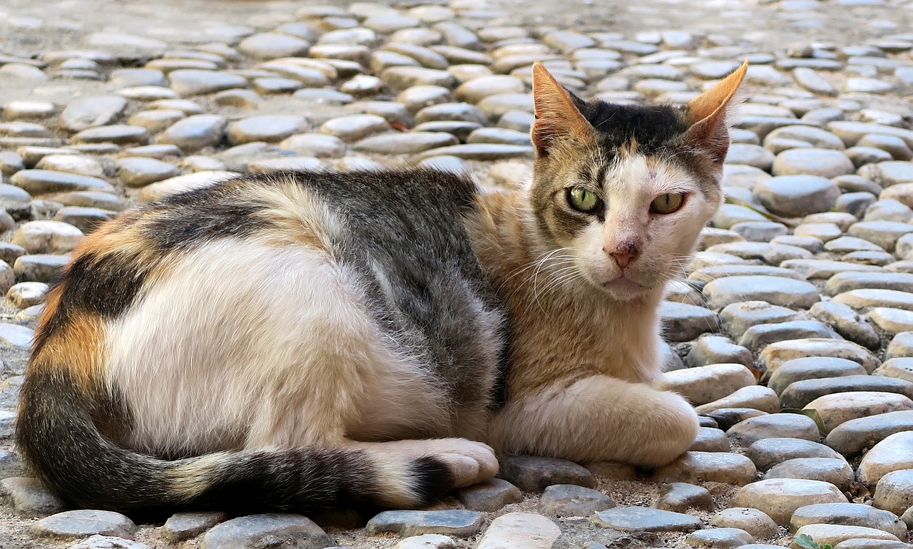 cat gutter  cat  look free photo