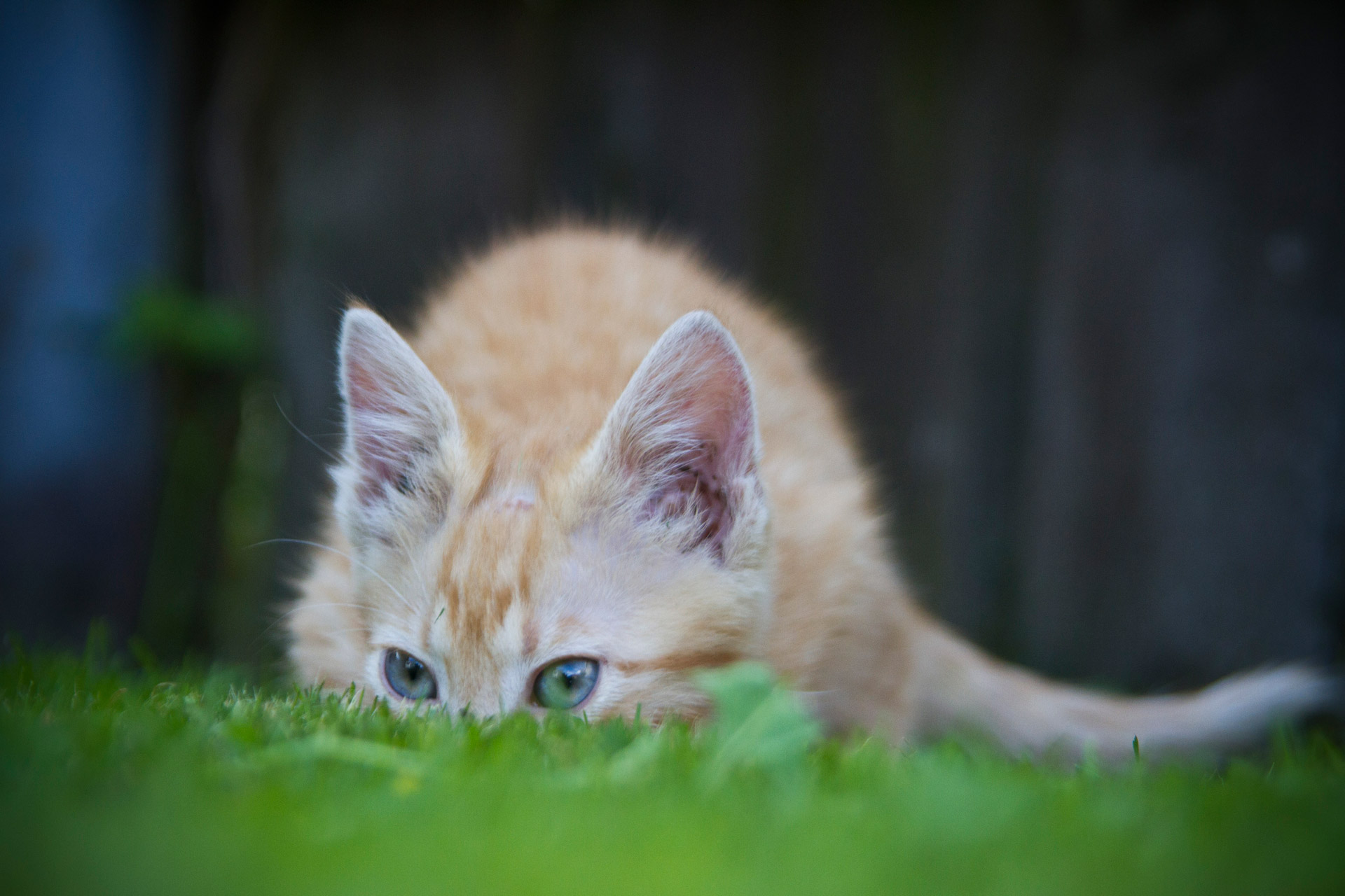 cat hiding grass free photo