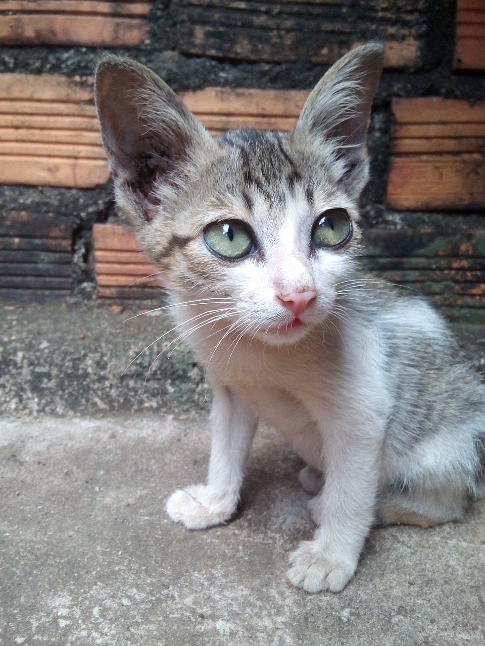 cat house physician cat tabby cat free photo