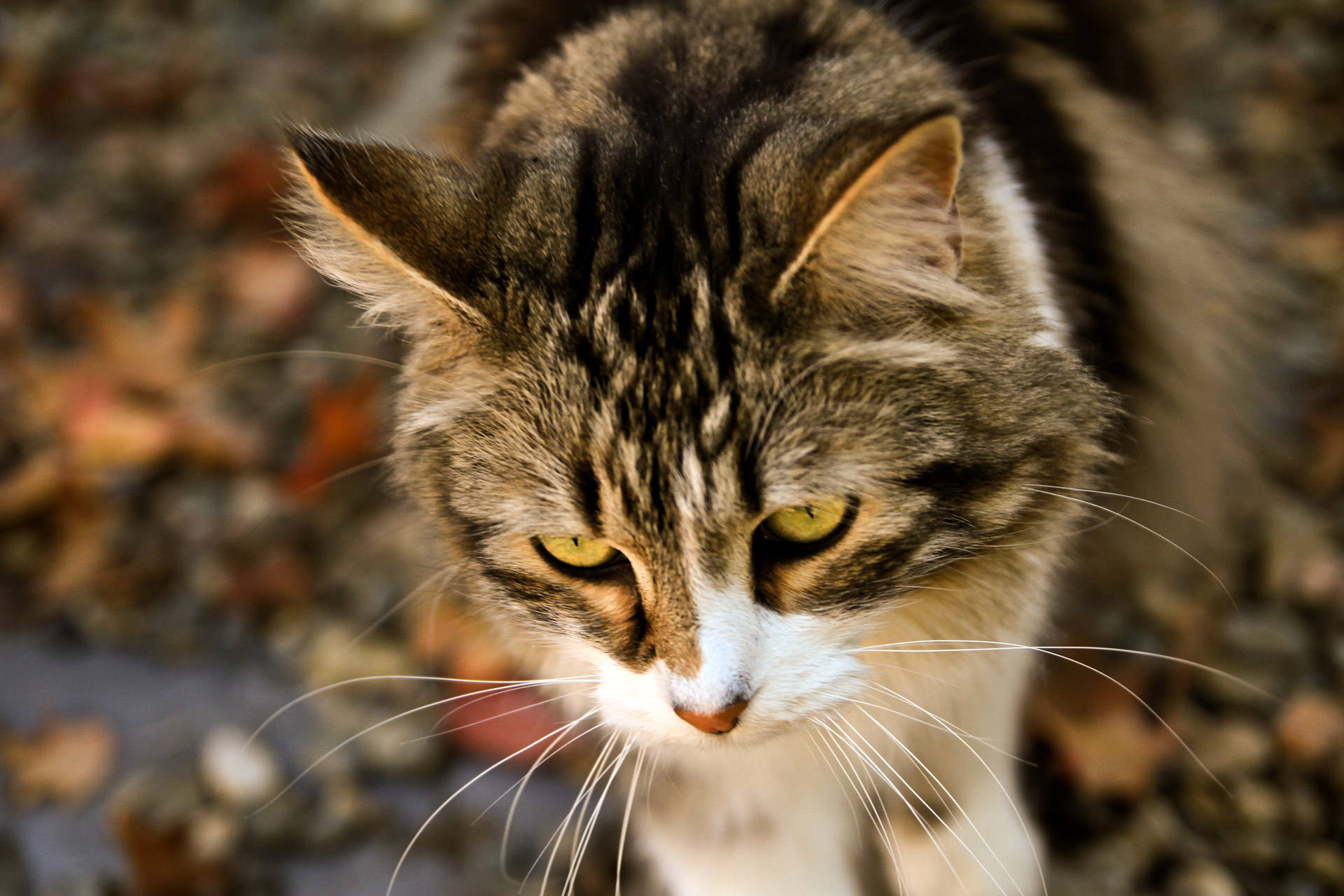 cat feline norwegian forest cat free photo