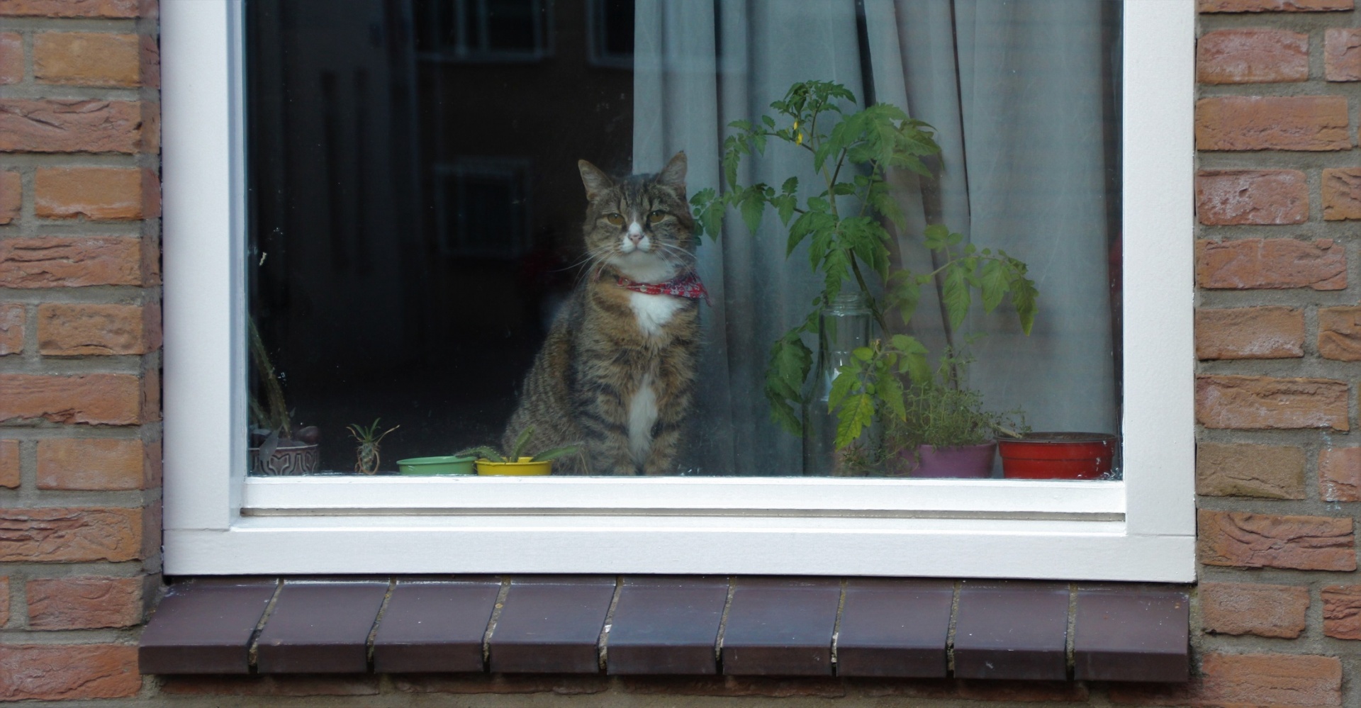 cat indoors window free photo