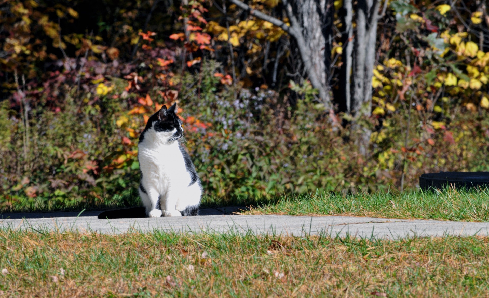 cat cats black white free photo