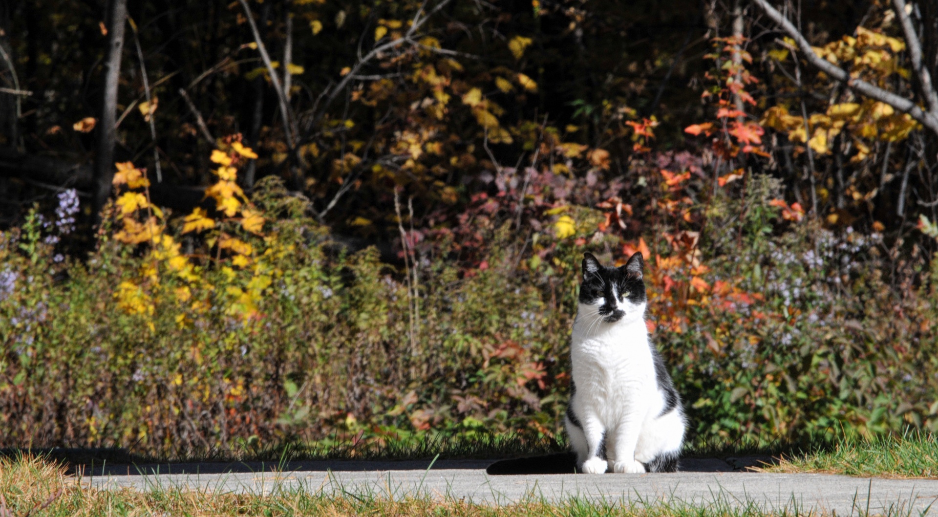 cat cats black white free photo