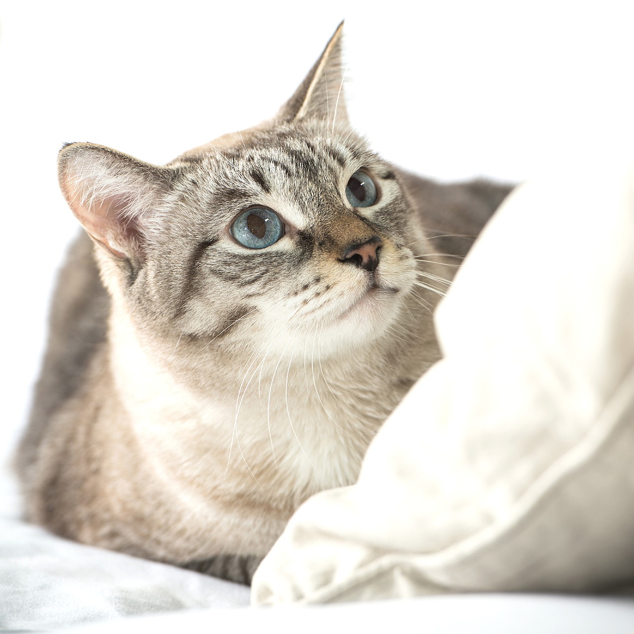 cat in bed  a curious cat  cat free photo