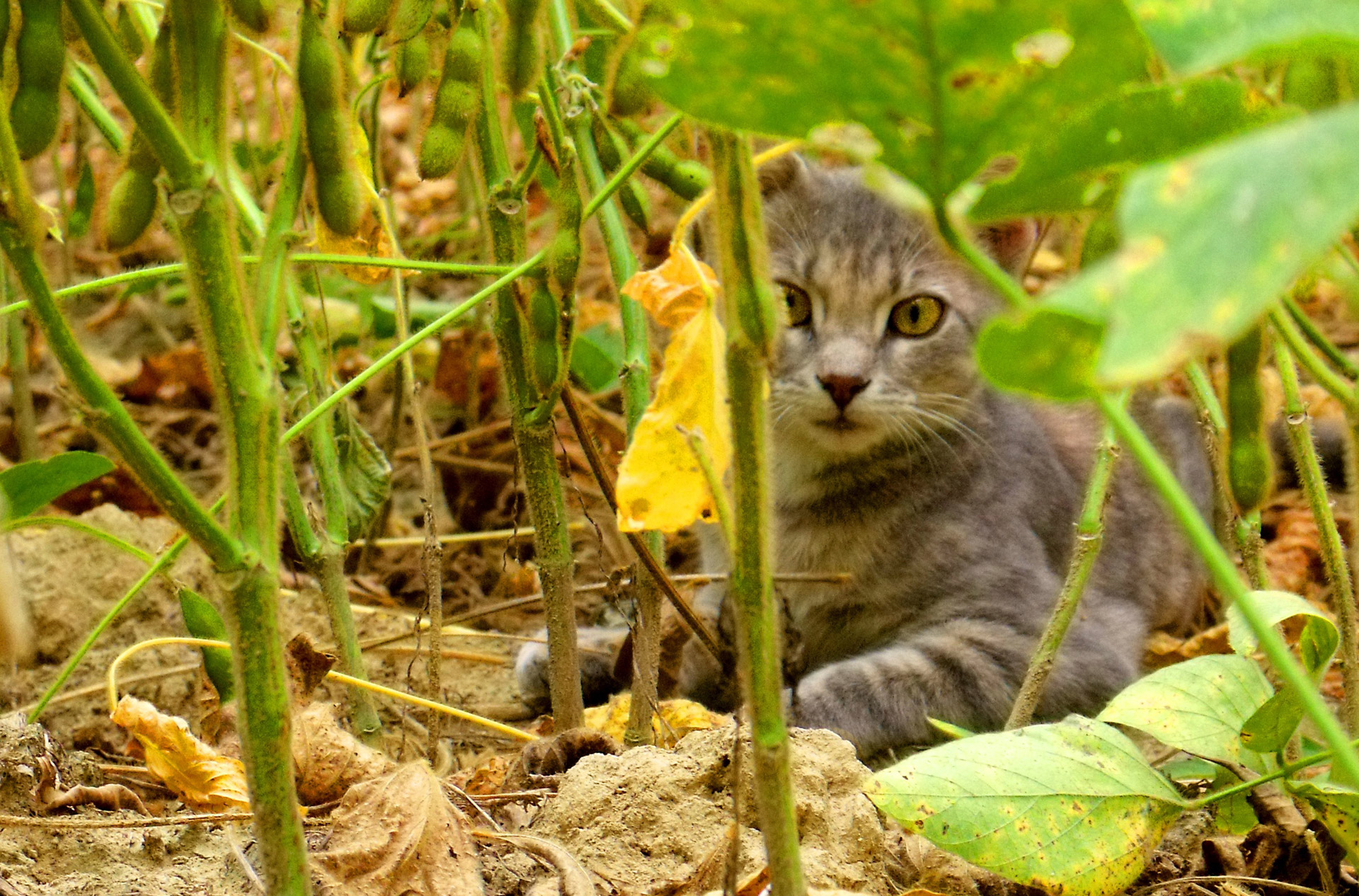 cat field cat in field free photo