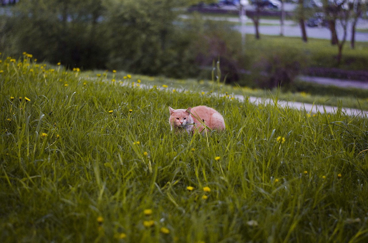 cat in grass dandelions cat free photo