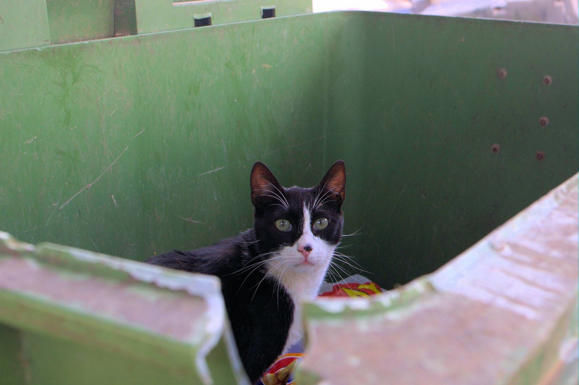 cat rubbish bin urban free photo