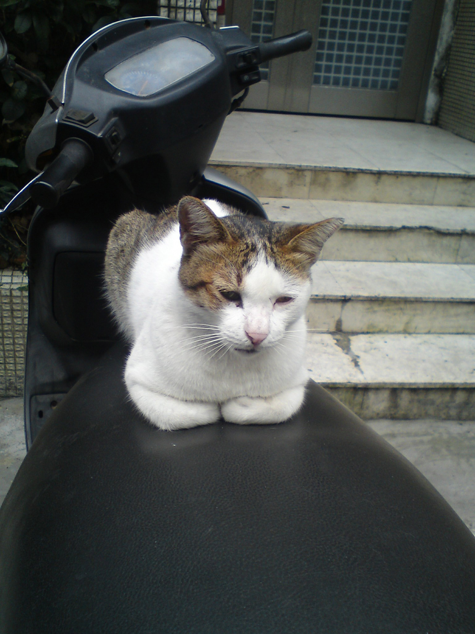 cat street cat staring cat free photo