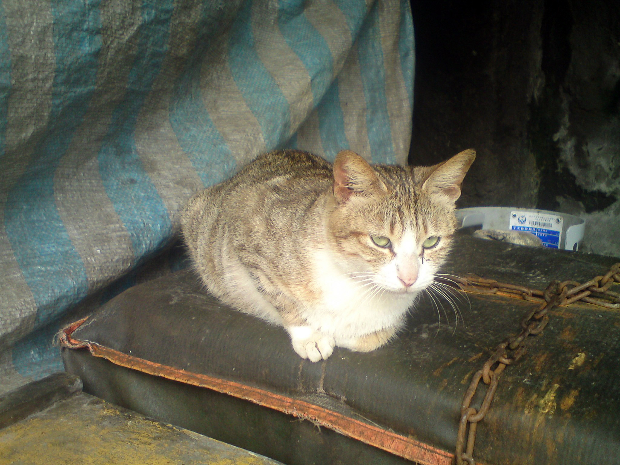 cat sit cat piebald cat free photo