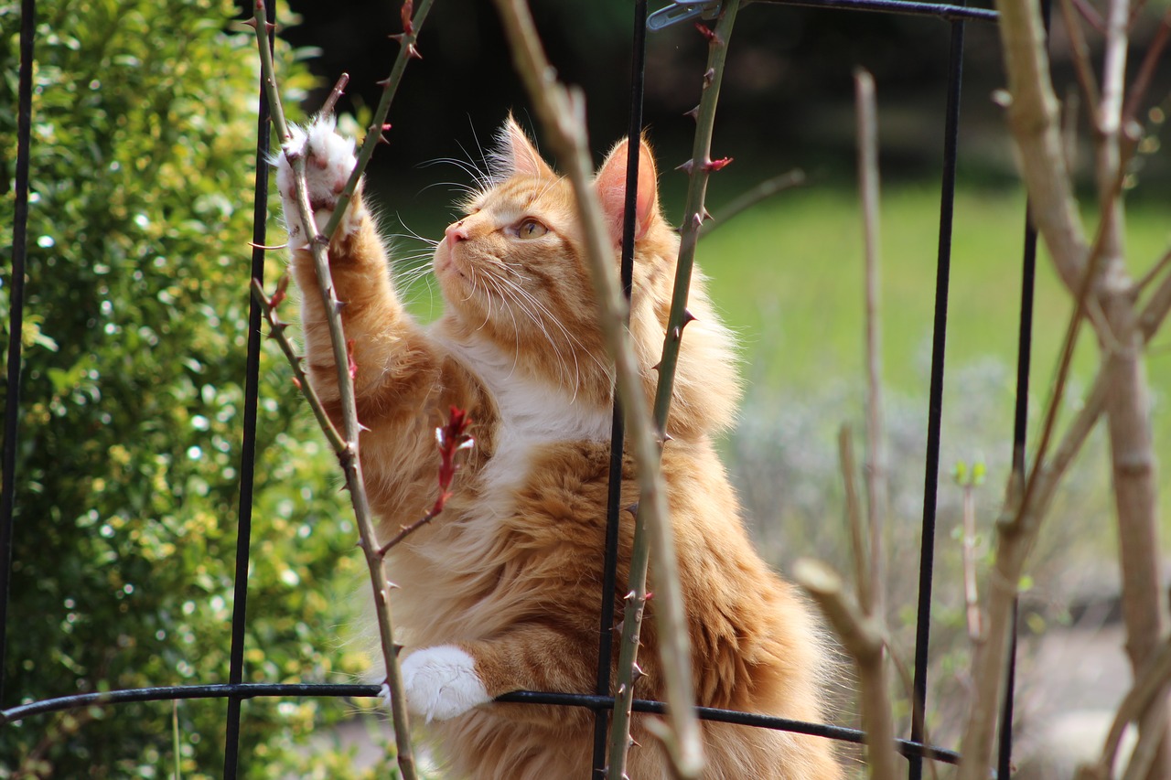 cat in the garden cat garden free photo