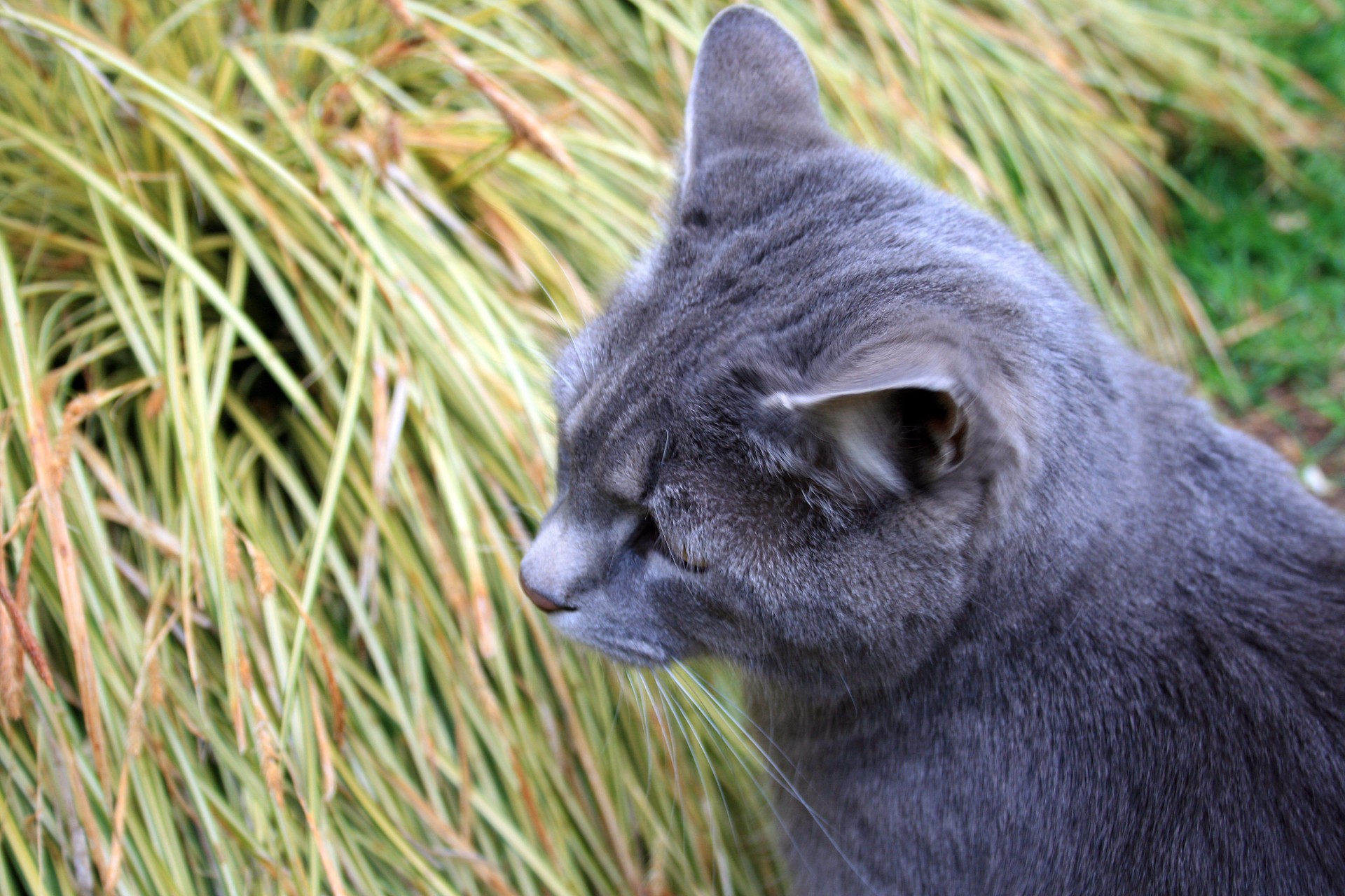 grass cat grey free photo