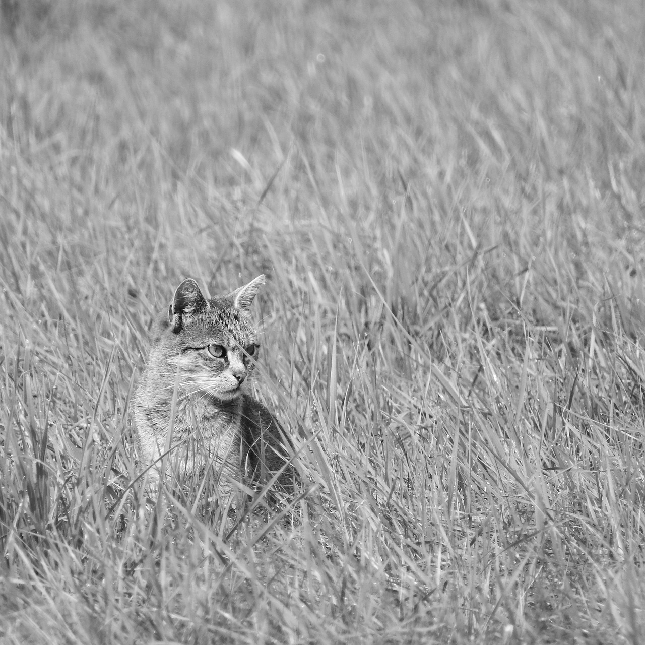 cat in the grass cat black and white free photo