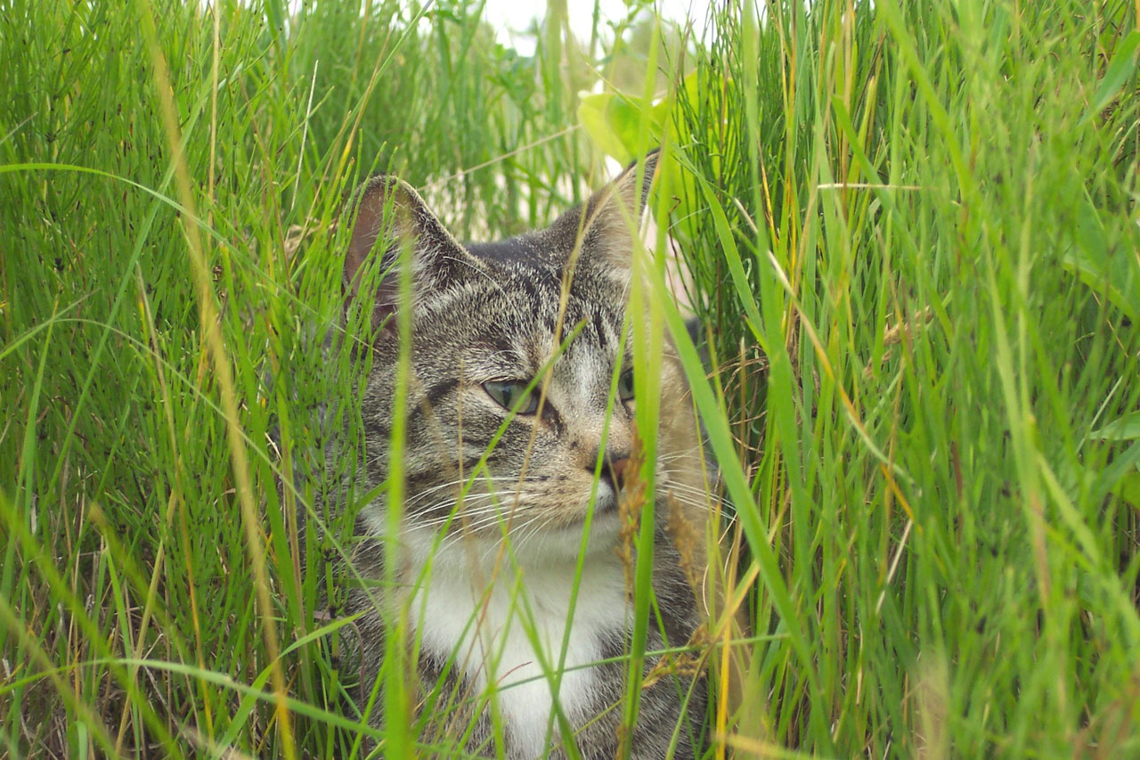 cat tabby grass free photo