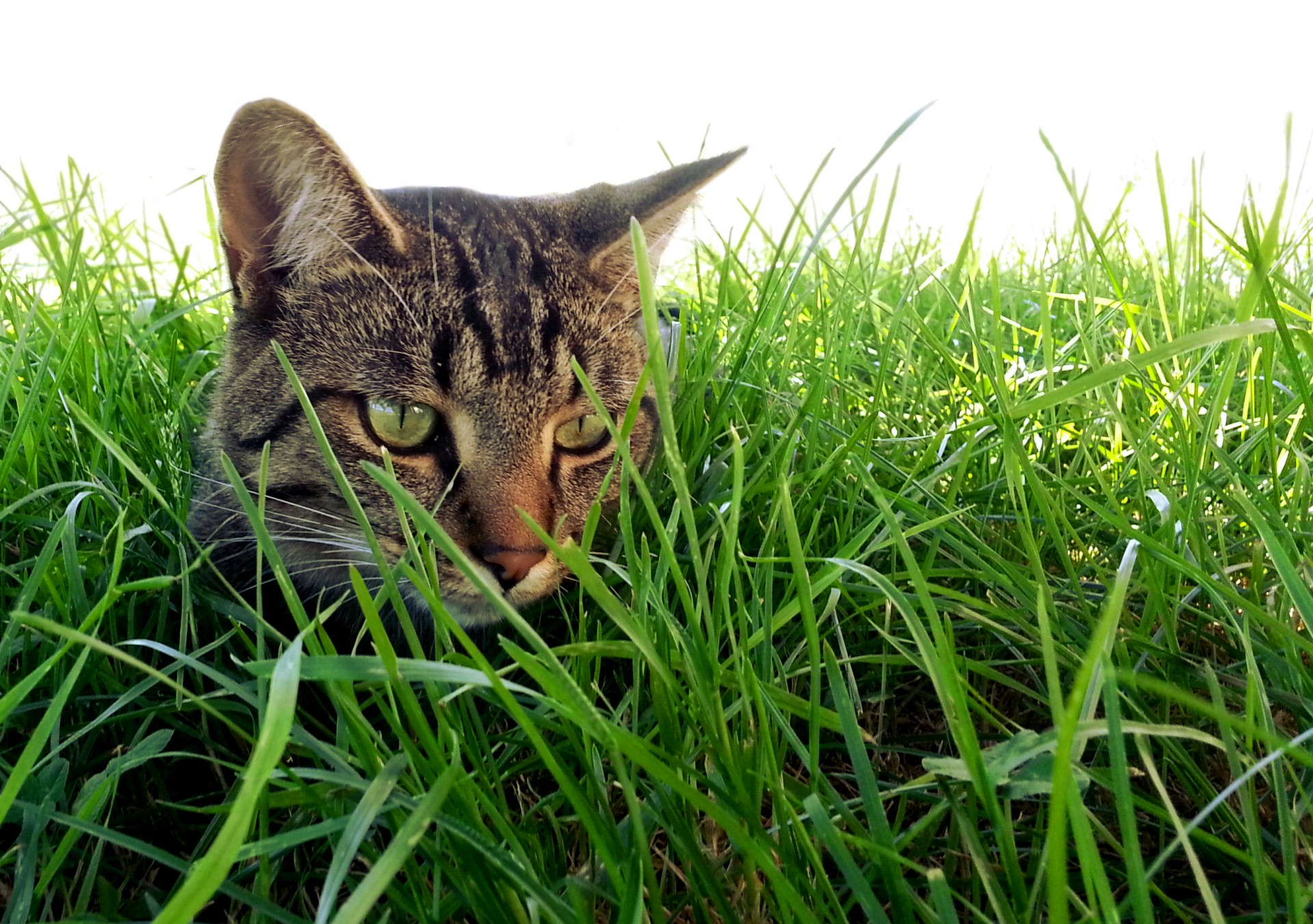 tabby cat cats free photo