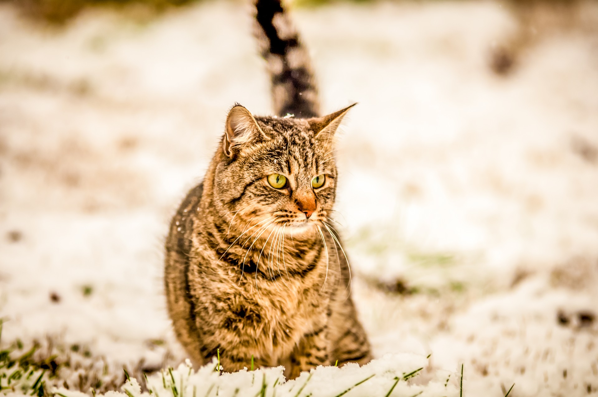 cat snow tiger free photo