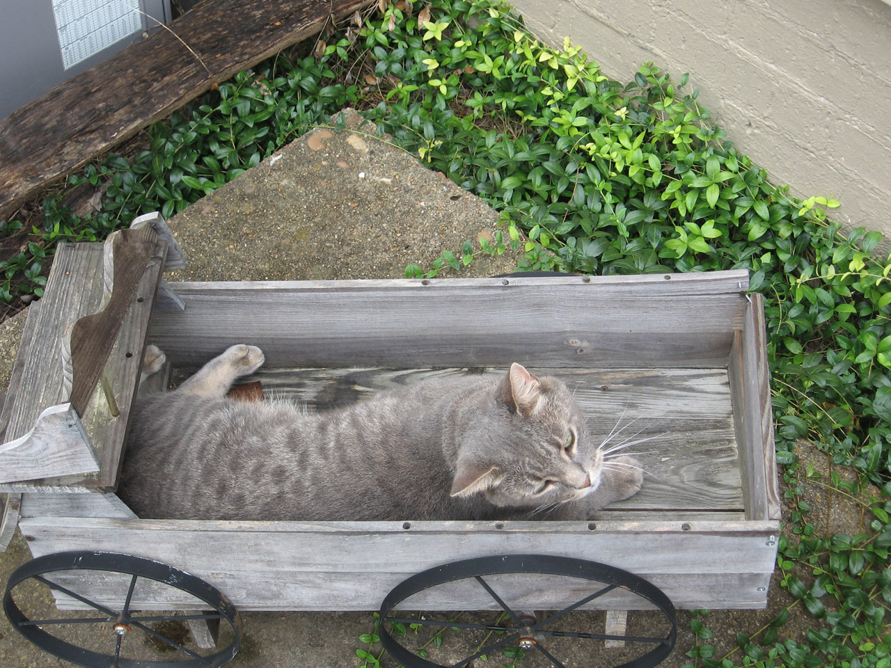 cat gray wagon free photo