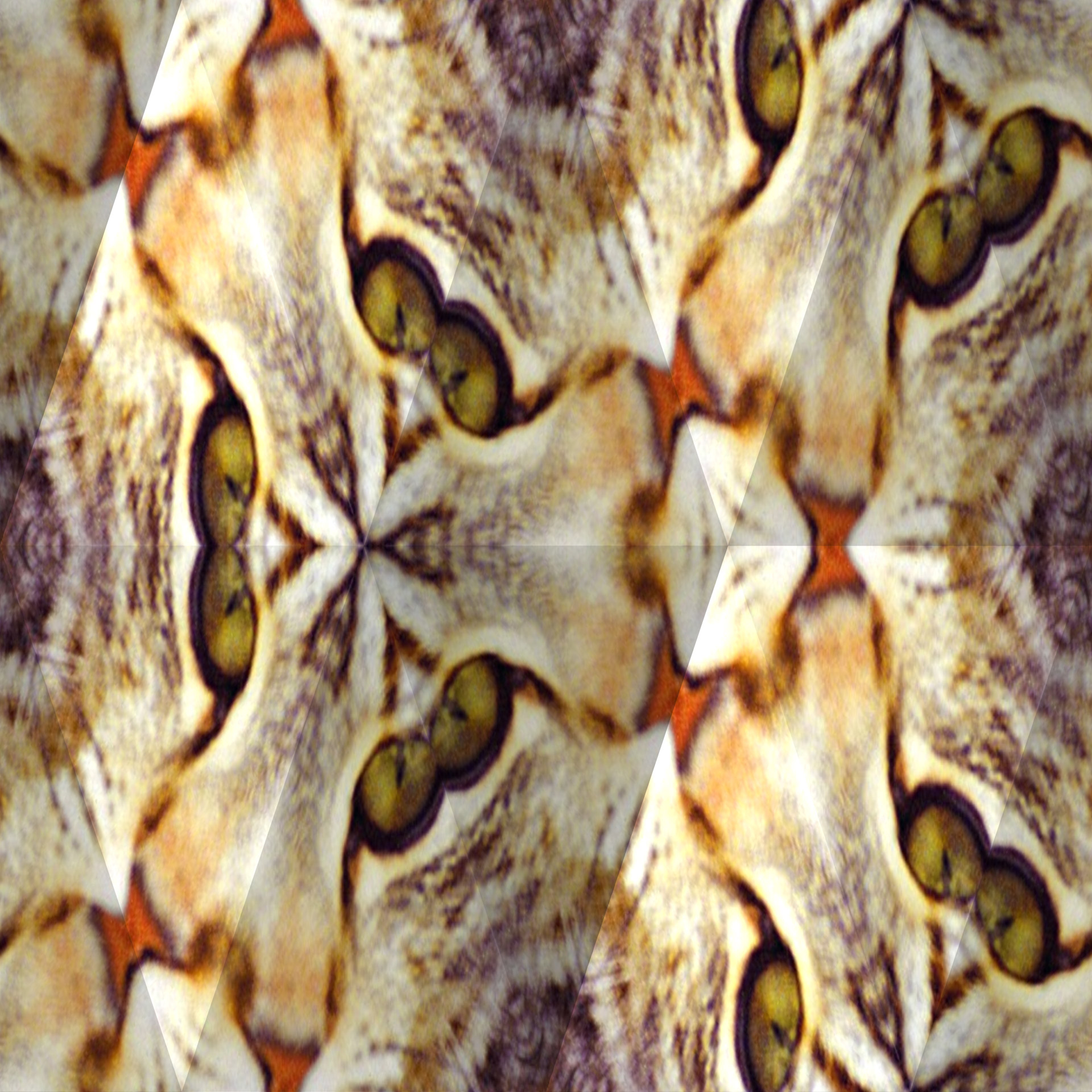 cat kaleidoscope texture free photo