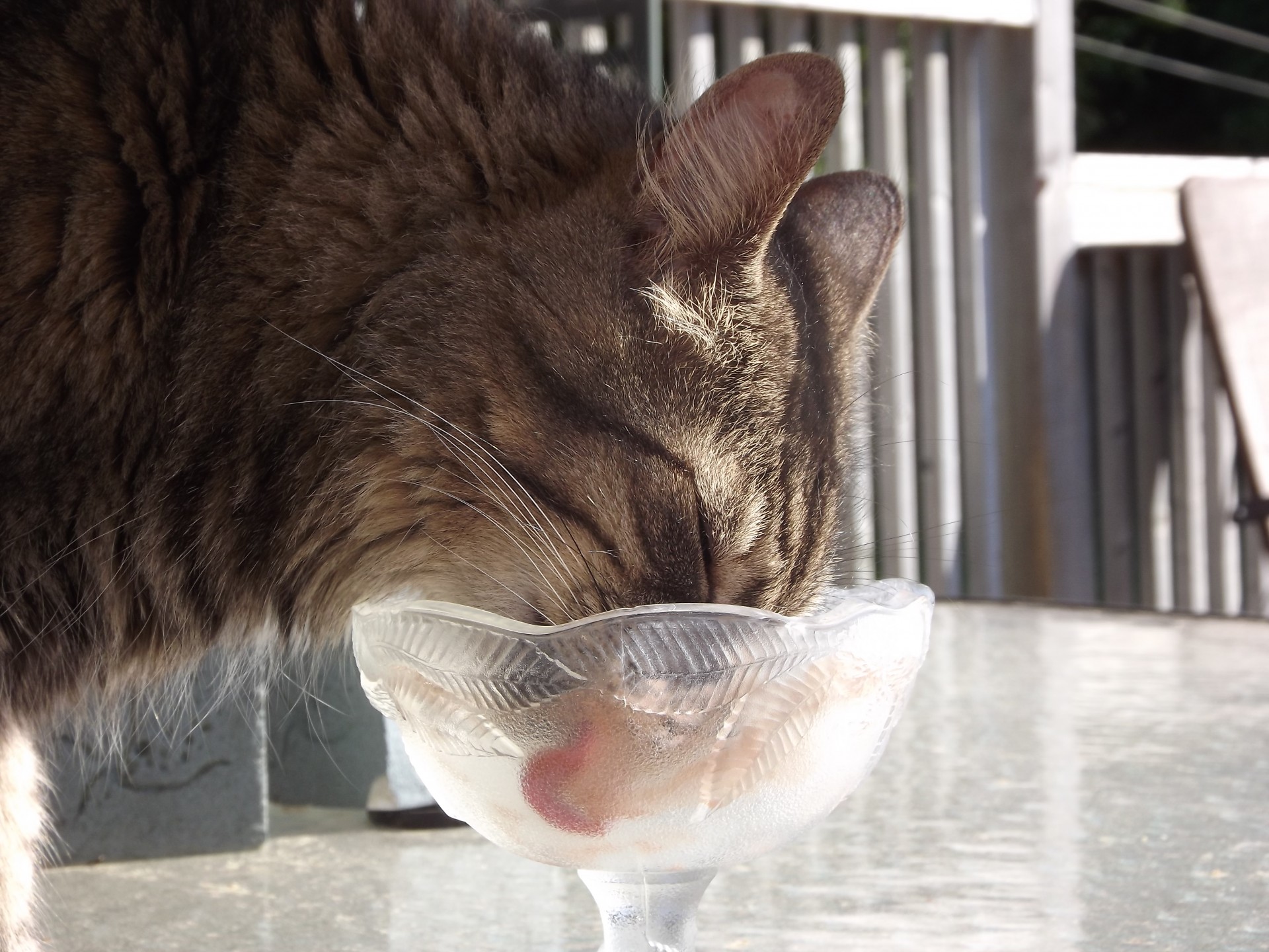 cat licking bowl free photo
