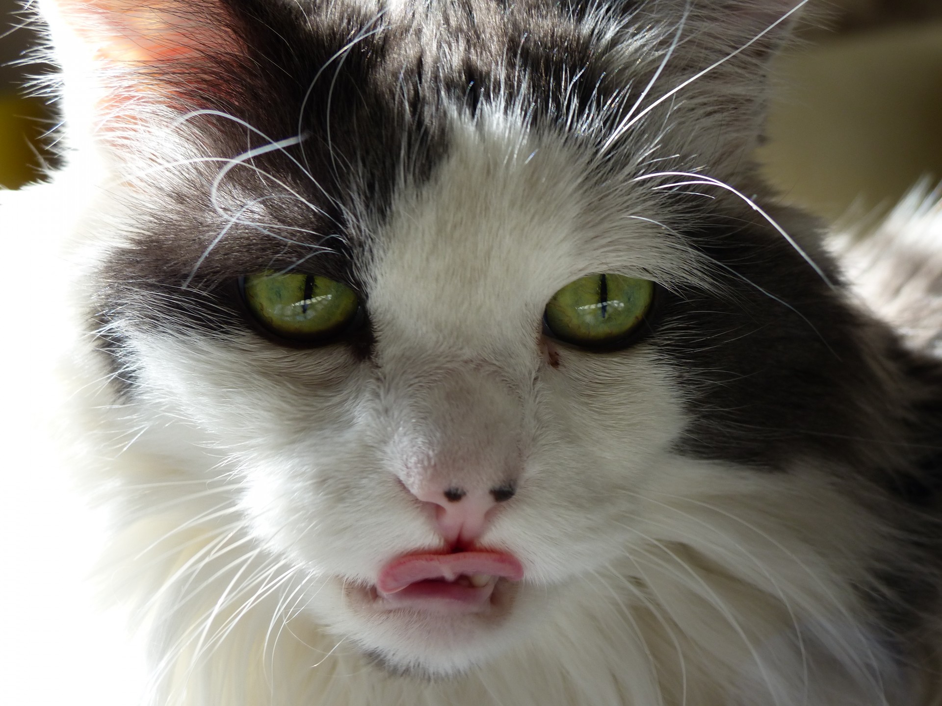 closeup cat licking free photo