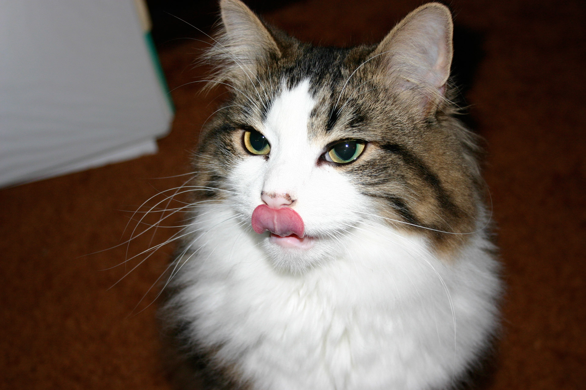 cat tongue cat licking lips free photo