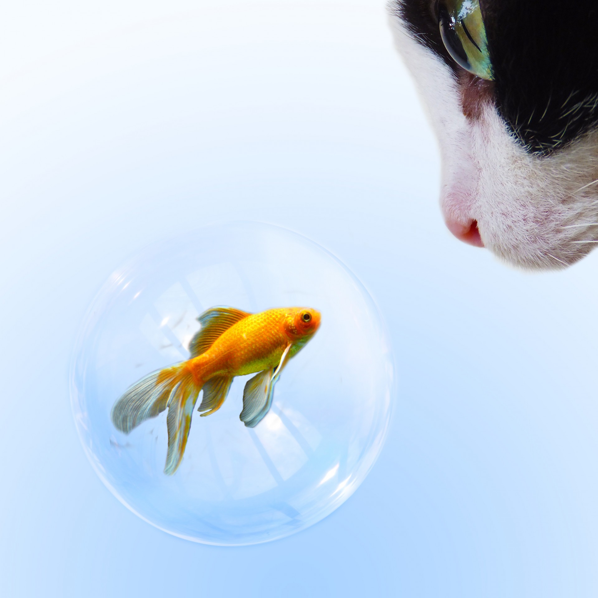 cat goldfish fish free photo
