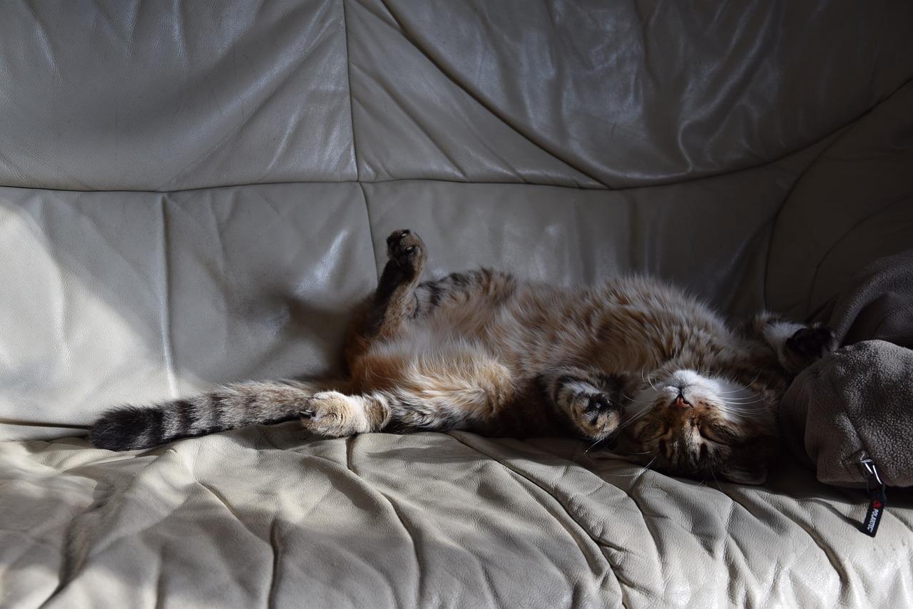 cat lying feline domestic animal free photo