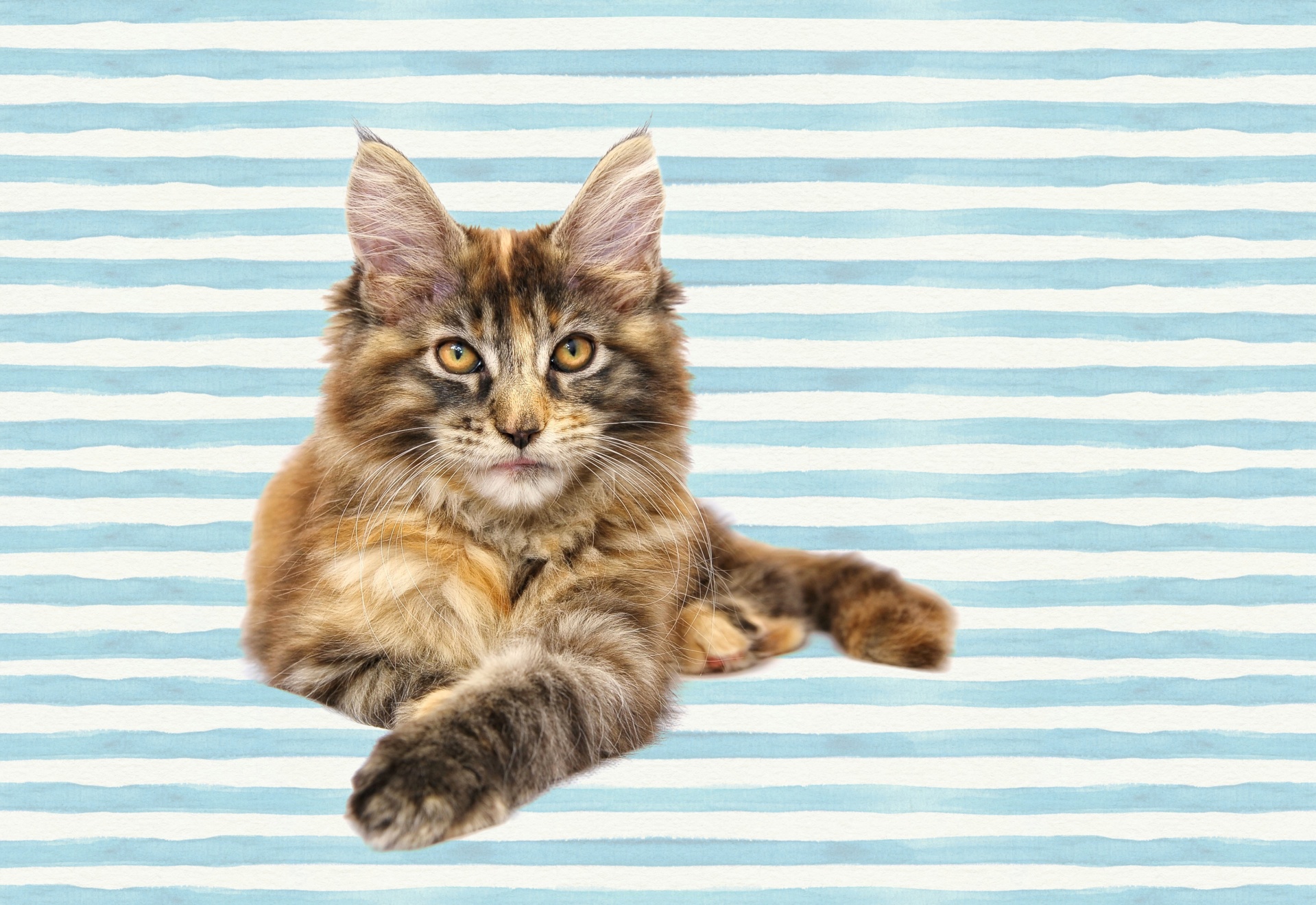 cat maine coon kitten free photo